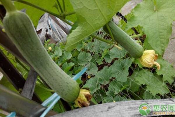 夏季高产丝瓜种植要点-图片版权归惠农网所有