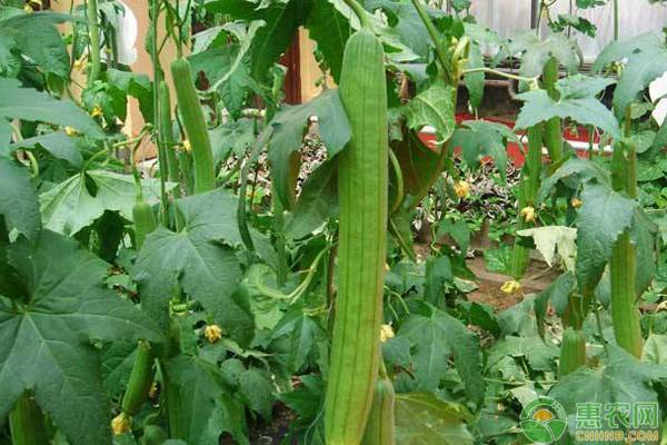 夏季高产丝瓜种植要点-图片版权归惠农网所有
