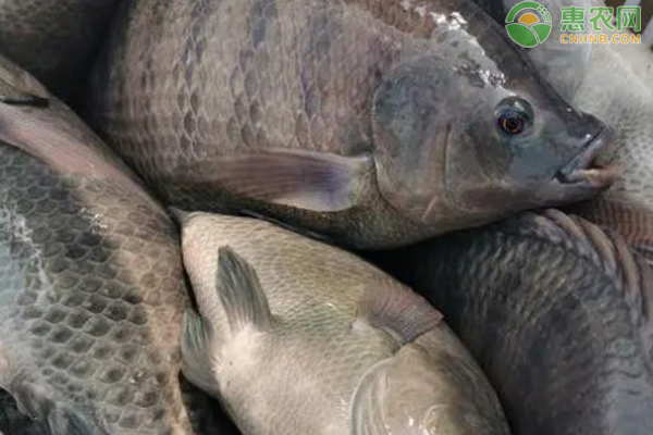 罗非鱼成鱼池塘养殖技术-图片版权归惠农网所有