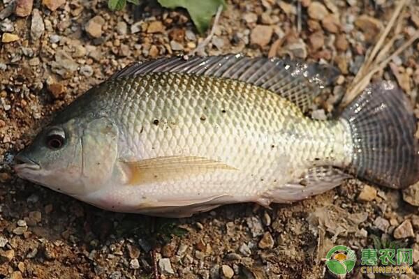 罗非鱼的特点及育苗技术-图片版权归惠农网所有
