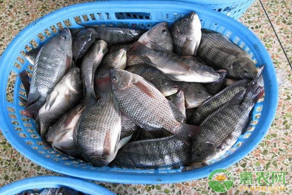 罗非鱼池塘高效养殖关键技术-图片版权归惠农网所有