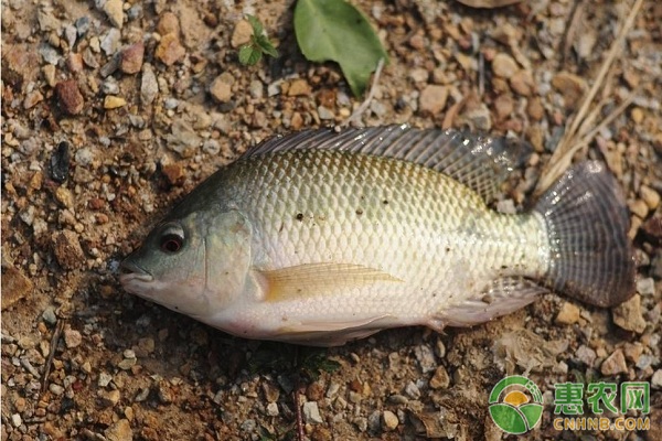 罗非鱼池塘高效养殖关键技术-图片版权归惠农网所有