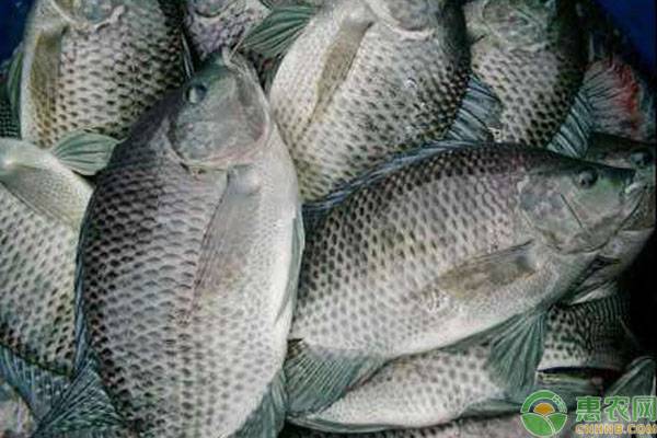 罗非鱼的越冬管理技术要点-图片版权归惠农网所有