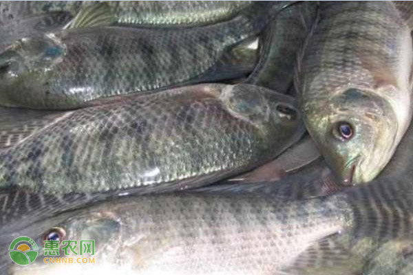 罗非鱼的越冬管理技术要点-图片版权归惠农网所有