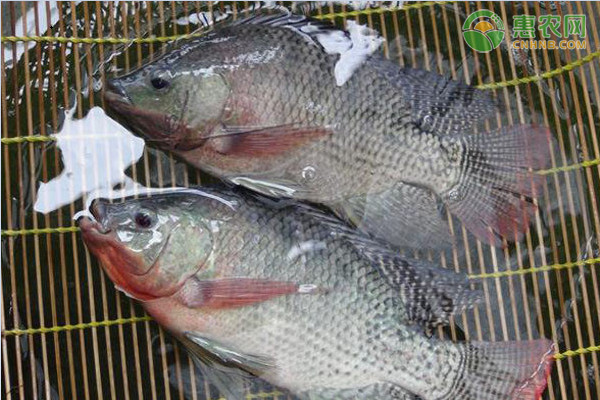 罗非鱼的越冬管理技术要点-图片版权归惠农网所有