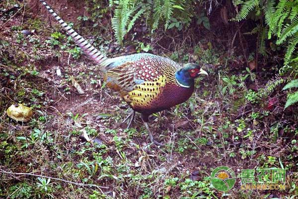 山鸡怎么养？山鸡高效养殖技术-图片版权归惠农网所有