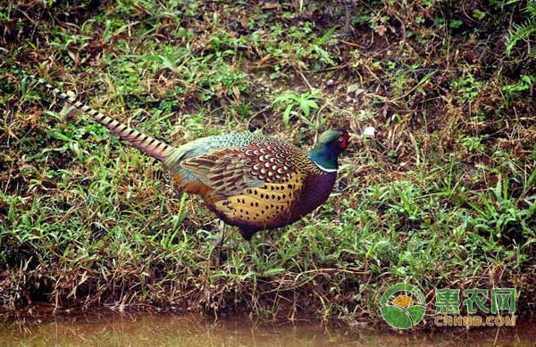 山鸡怎么养？山鸡高效养殖技术-图片版权归惠农网所有