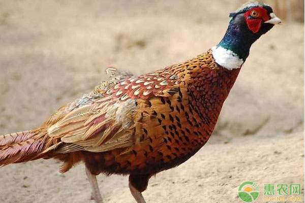 山鸡孵化温度是多少？山鸡孵化技术及注意事项-图片版权归惠农网所有