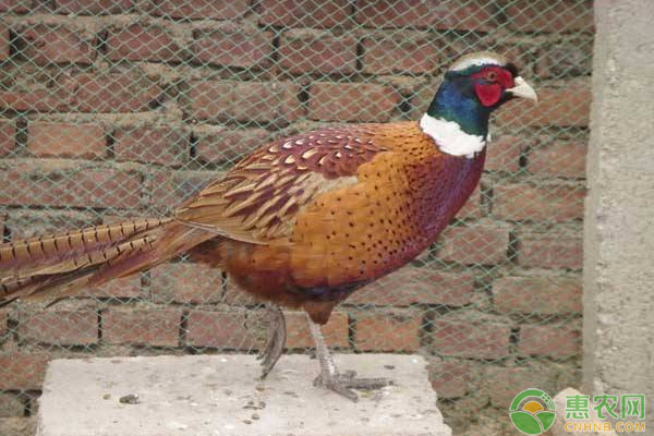 山鸡孵化温度是多少？山鸡孵化技术及注意事项-图片版权归惠农网所有