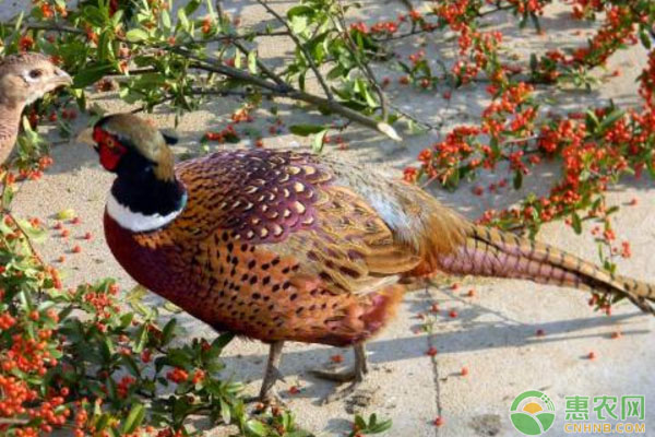 山鸡孵化温度是多少？山鸡孵化技术及注意事项-图片版权归惠农网所有