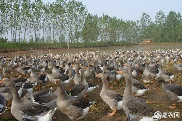 鹅怎么养殖方法-图片版权归惠农网所有