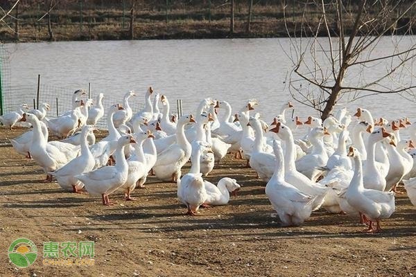 鹅怎么养殖方法-图片版权归惠农网所有