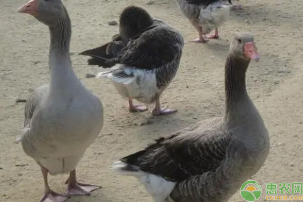 鹅怎么养殖方法-图片版权归惠农网所有