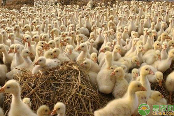 鹅的养殖技术及技巧-图片版权归惠农网所有