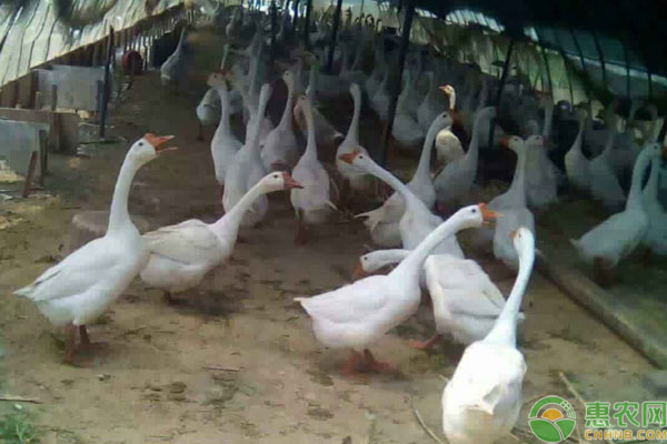 鹅的养殖技术及技巧-图片版权归惠农网所有