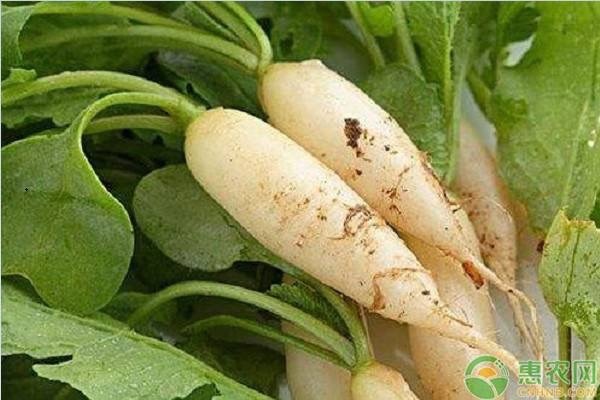 萝卜怎么种植？萝卜的种植方法介绍-图片版权归惠农网所有