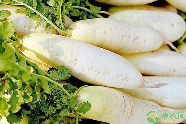 萝卜怎么种植？萝卜的种植方法介绍-图片版权归惠农网所有