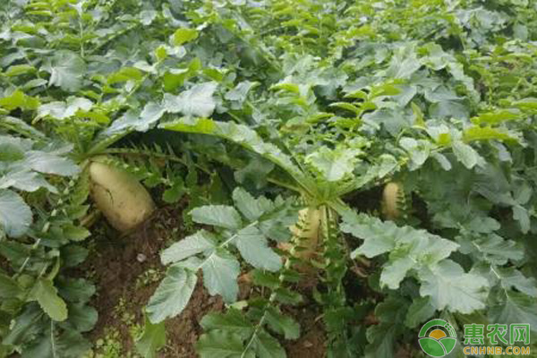 萝卜如何种植才能高产？萝卜高产栽培技术介绍-图片版权归惠农网所有
