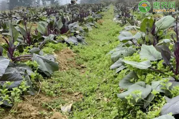 红菜苔什么时候种？-图片版权归惠农网所有