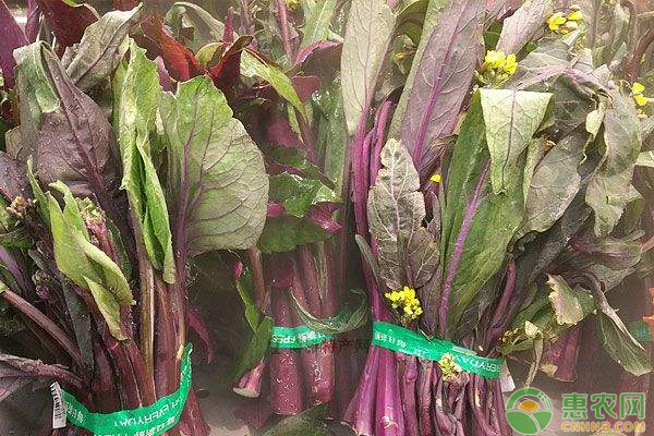 红菜苔什么时候种？-图片版权归惠农网所有