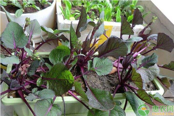 种植课堂：红菜苔种植方法-图片版权归惠农网所有