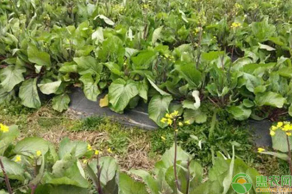 红菜苔种植时间和方法-图片版权归惠农网所有