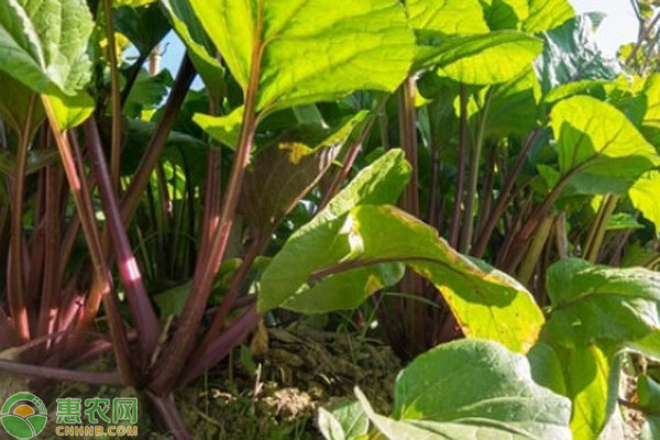 红菜苔种植时间和方法-图片版权归惠农网所有