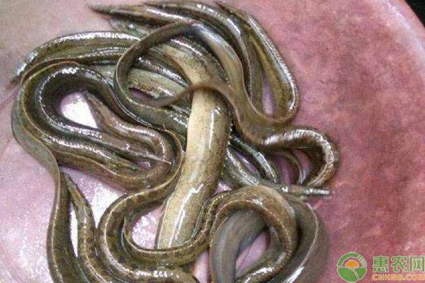 刀鳅鱼 刀鳅怎么养?刀鳅鱼人工养殖技术-图片版权归惠农网所有