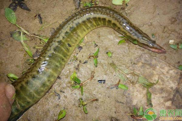 刀鳅鱼人工养殖技术 刀鳅怎么养?刀鳅鱼人工养殖技术-图片版权归惠农网所有