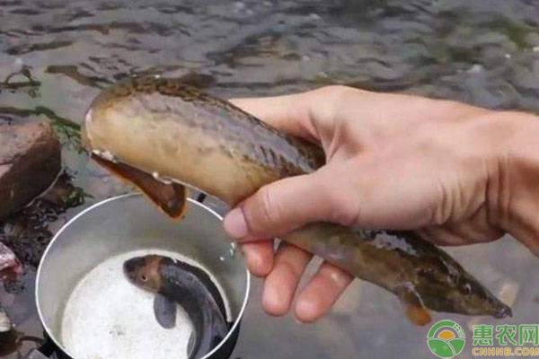 刀鳅鱼人工养殖 刀鳅怎么养?刀鳅鱼人工养殖技术-图片版权归惠农网所有