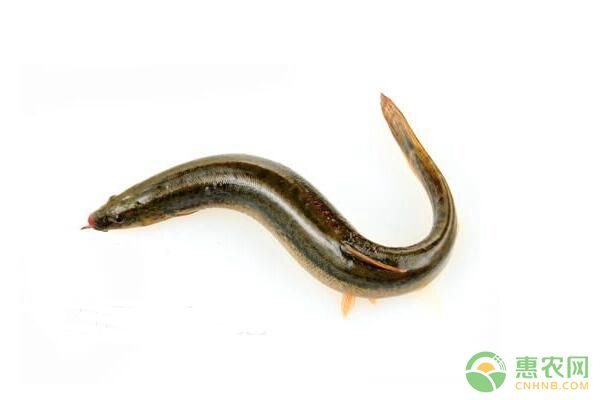 大鳞副鳅形态特征及池塘生态高效养殖技术 大鳞副鳅形态特征及池塘生态高效养殖技术-图片版权归惠农网所有