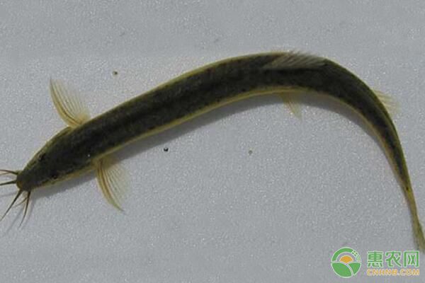 大鳞副鳅形态特征及池塘生态高效养殖技术 大鳞副鳅形态特征及池塘生态高效养殖技术-图片版权归惠农网所有