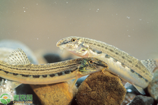 中华花鳅吃什么东西？应该怎么养殖？-图片版权归惠农网所有