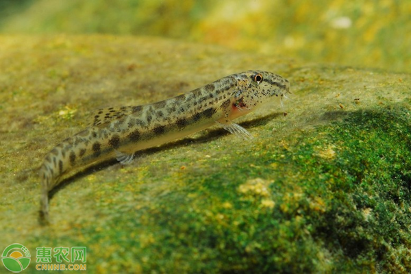 中华花鳅吃什么东西？应该怎么养殖？-图片版权归惠农网所有