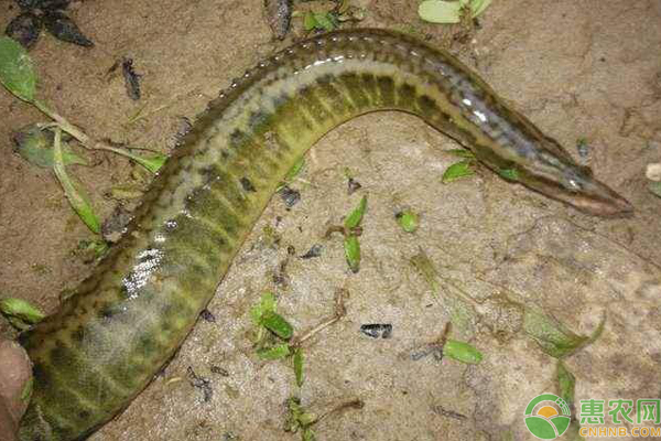 中华棘鳅的养殖方法-图片版权归惠农网所有