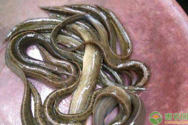 中华棘鳅的养殖方法-图片版权归惠农网所有