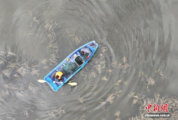 宁夏银川：大闸蟹抢“鲜”上市