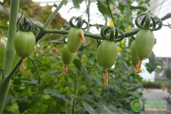葫芦的育苗技术-图片版权归惠农网所有