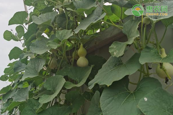 怎么种植小葫芦？-图片版权归惠农网所有