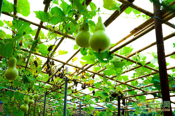 葫芦的高效种植方法-图片版权归惠农网所有
