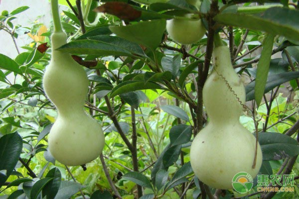 葫芦的高效种植方法-图片版权归惠农网所有