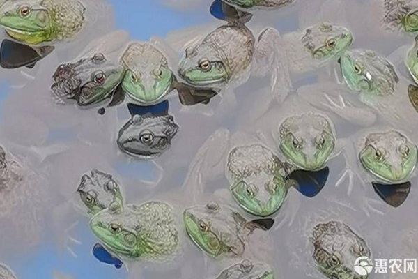 牛蛙的人工养殖方法-图片版权归惠农网所有