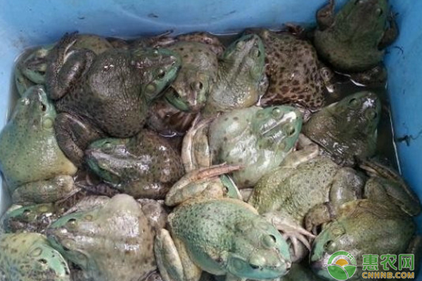 牛蛙的人工养殖方法-图片版权归惠农网所有