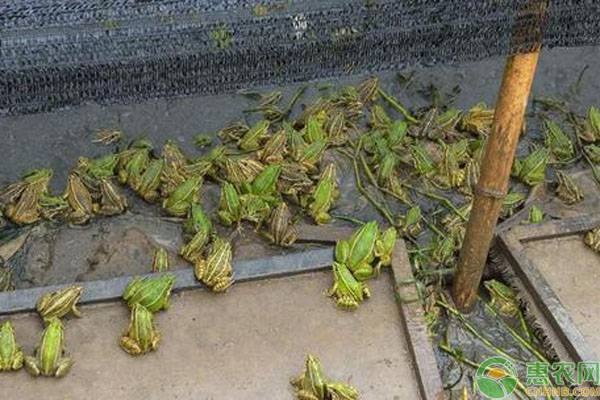 大棚养殖牛蛙注意事项-图片版权归惠农网所有