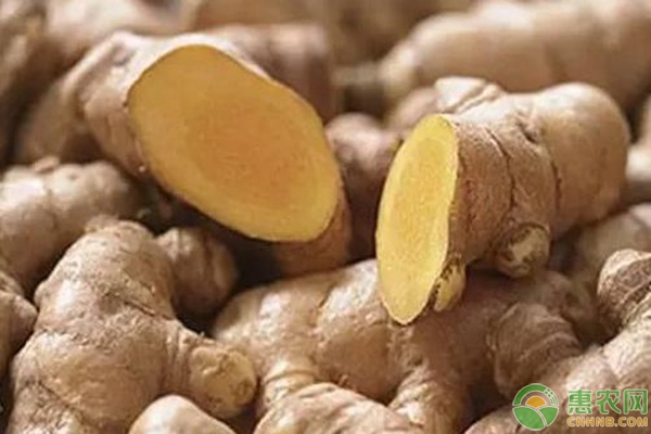 生姜种植想高产？施肥是关键！生姜施肥技术要点-图片版权归惠农网所有