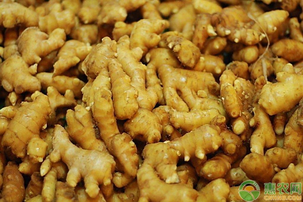 生姜种植想高产？施肥是关键！生姜施肥技术要点-图片版权归惠农网所有