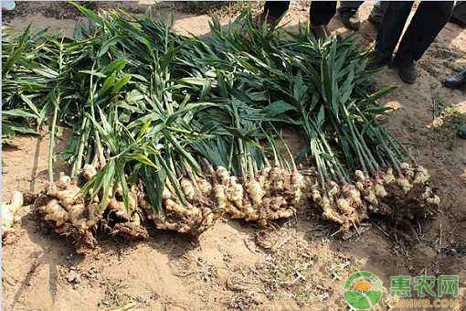 怎么种植生姜？阳台种植生姜的方法和窍门-图片版权归惠农网所有