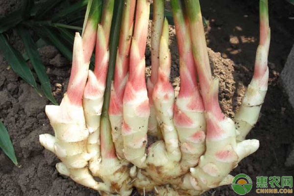 生姜什么时候培土？怎么培土？生姜优质高产培土技术-图片版权归惠农网所有