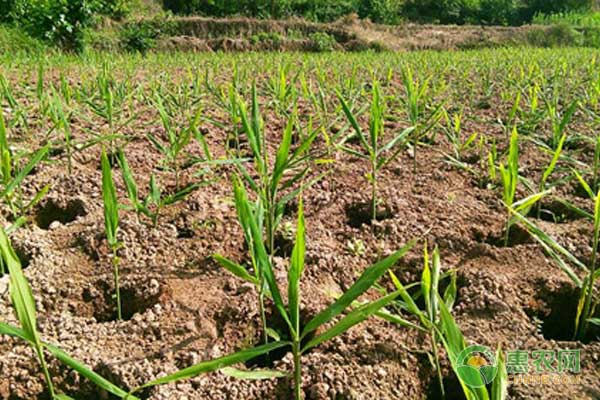 怎么种生姜？-图片版权归惠农网所有
