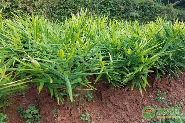 怎么种生姜？-图片版权归惠农网所有